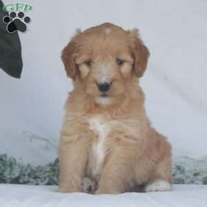 Fern, Goldendoodle Puppy